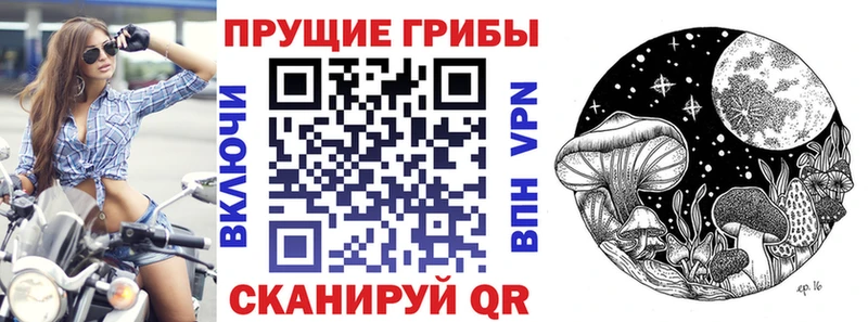 где купить наркотик  Ленинградская  Галлюциногенные грибы Cubensis 